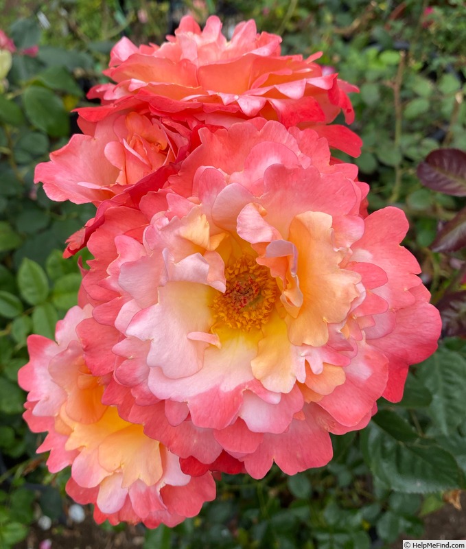 'Colorific (floribunda, Carruth 2009)' rose photo