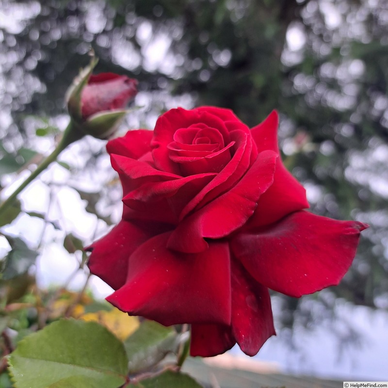 'Hacienda ®' rose photo