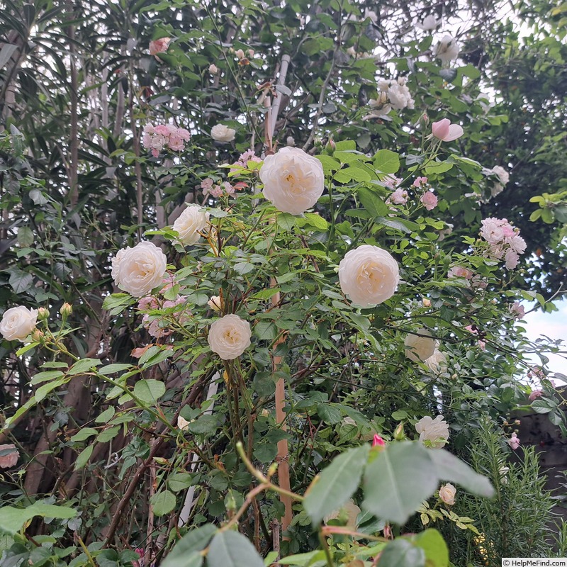 'Schneeküsschen ® (miniature, Kordes 2005/16)' rose photo