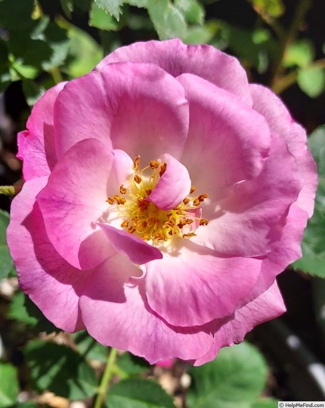 'Blue For You (Floribunda, James 2001)' rose photo