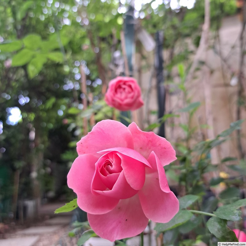 'Leonardo da Vinci ® (Floribunda, Meilland, 1993)' rose photo