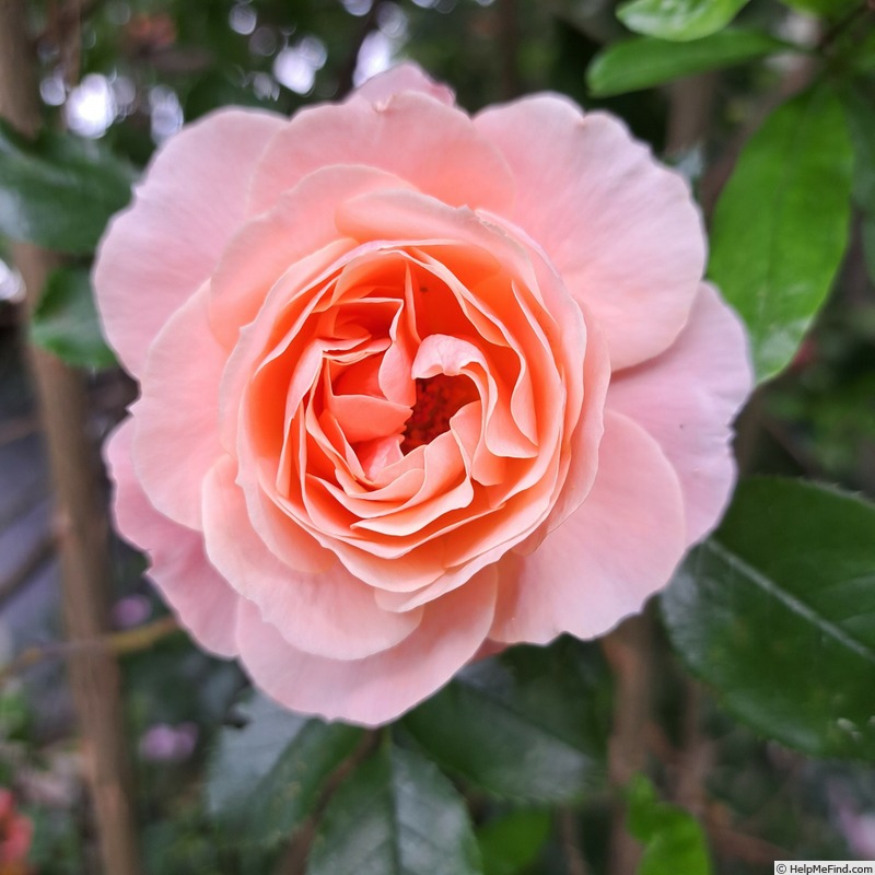 'Botticelli ®' rose, click to enlarge 'Botticelli ®' rose photo