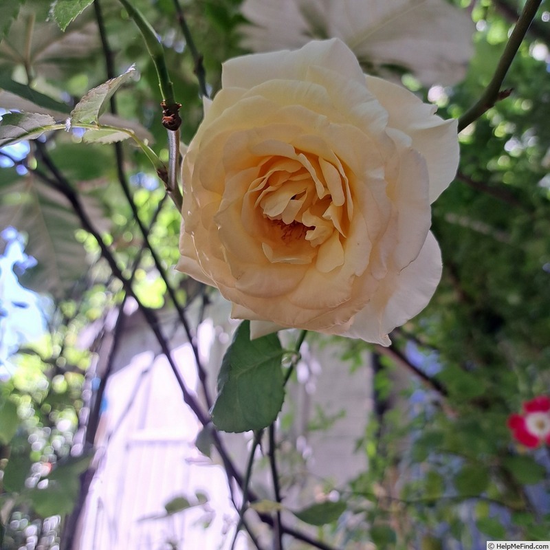 'Anastasia® (hybrid tea, Adam before 2011)' rose photo