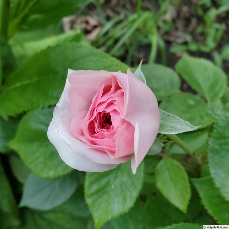'Olivia Rose Austin ®' rose photo