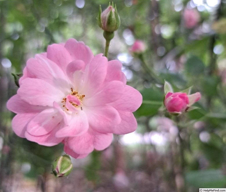 'The Fairy' rose, click to enlarge 'The Fairy' rose photo