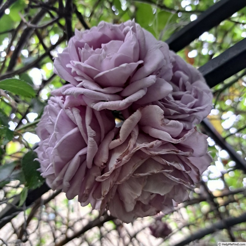 'Novalis ®' rose photo