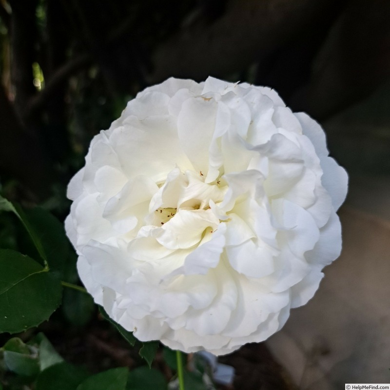 'Kosmos ® Fairy Tale (floribunda, Kordes, 2006)' rose photo