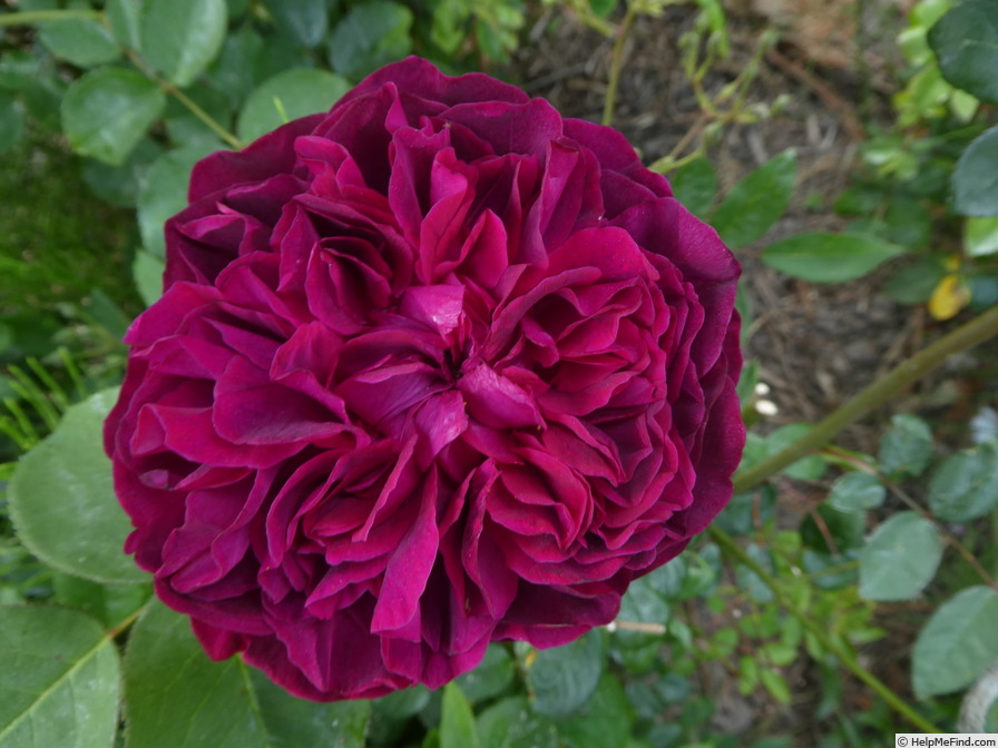 'William Shakespeare 2000 ™ (shrub, Austin 1994)' rose photo