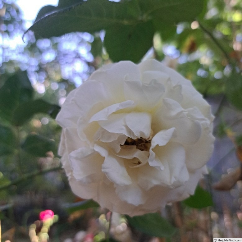 'La Sauvagine Terre et Passion ®' rose photo