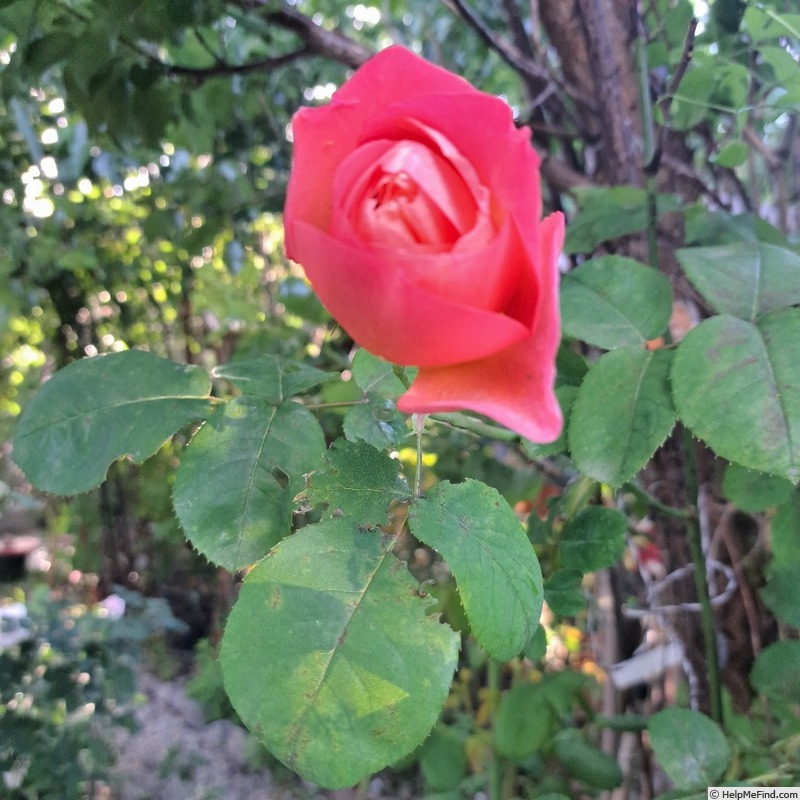 'Mademoiselle Meilland ®' rose photo