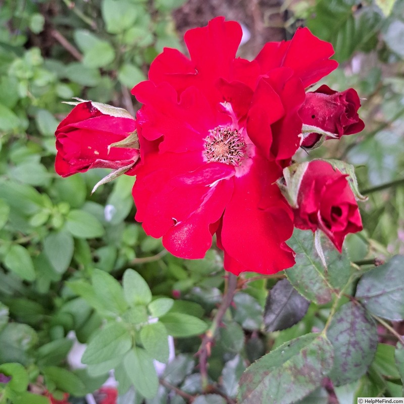 'Vittel' rose photo