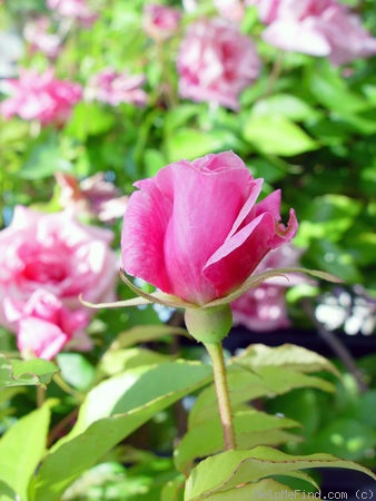 'Lafollette' rose photo
