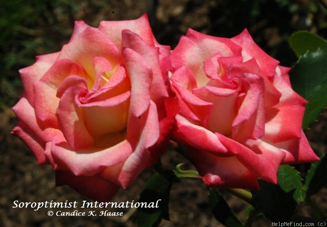'Soroptimist International' rose photo