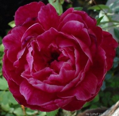 'Cherry Drop' rose photo