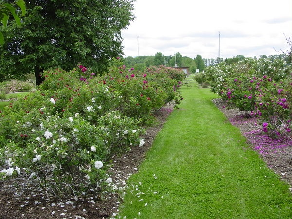 'The Garden of Roses of Legend and Romance'  photo