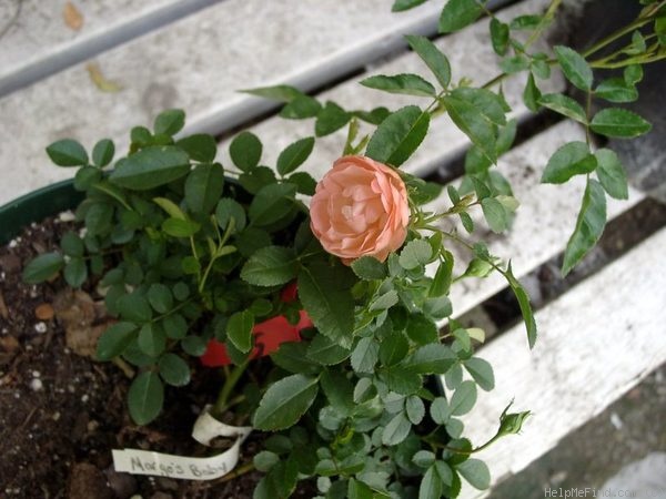 'Margo's Baby' rose photo
