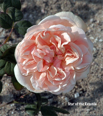 'Star of the Republic' rose photo