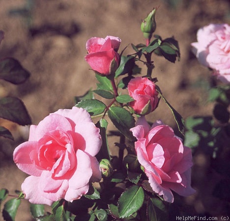 'Mirato ® (shrub, Evers/Tantau, 1990)' rose photo