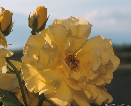 'Sommermond ®' rose photo