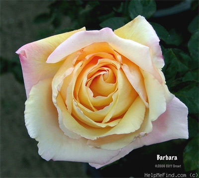 'Barbara (hybrid tea, Gaujard, 1960)' rose photo