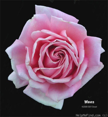'Waves' rose photo