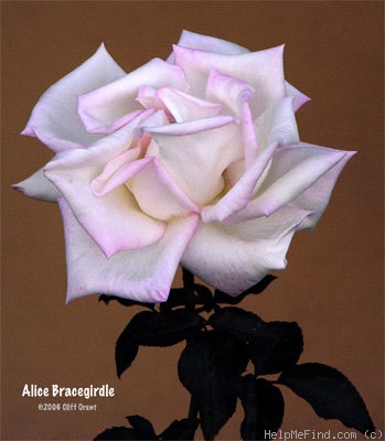 'Alice Bracegirdle' rose photo