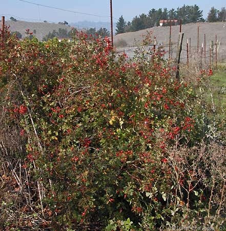 '<i>Rosa californica</i> Cham. & Schlecht.' rose photo