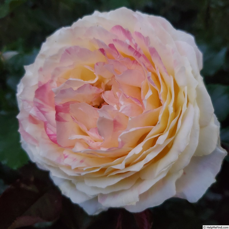 'La Park' rose photo