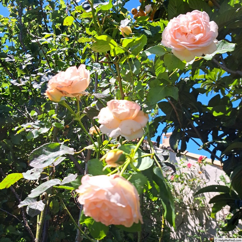 'Clair Renaissance ™' rose photo