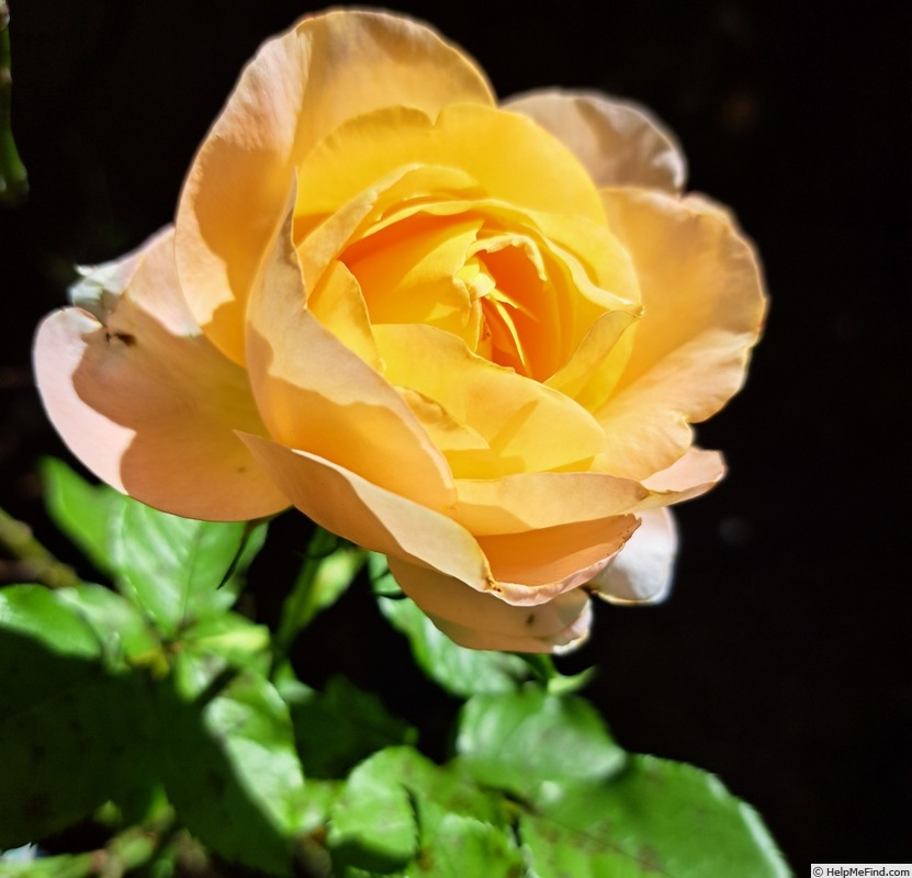'Isabelle Autissier ®' rose photo