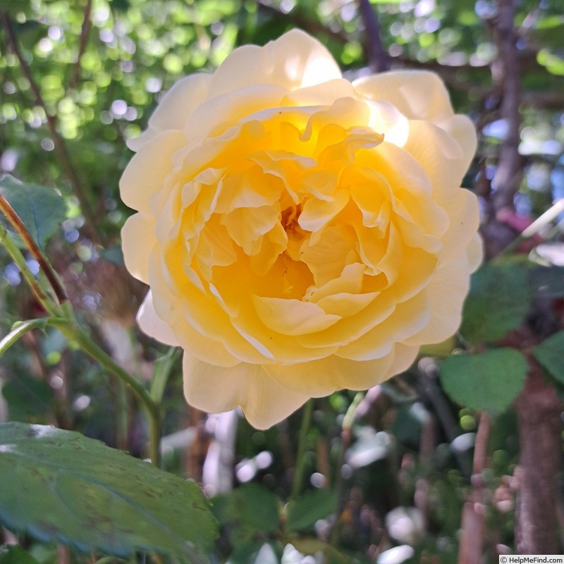'The Poet's Wife ™' rose photo