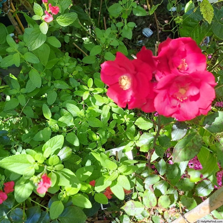 'Vittel' rose photo
