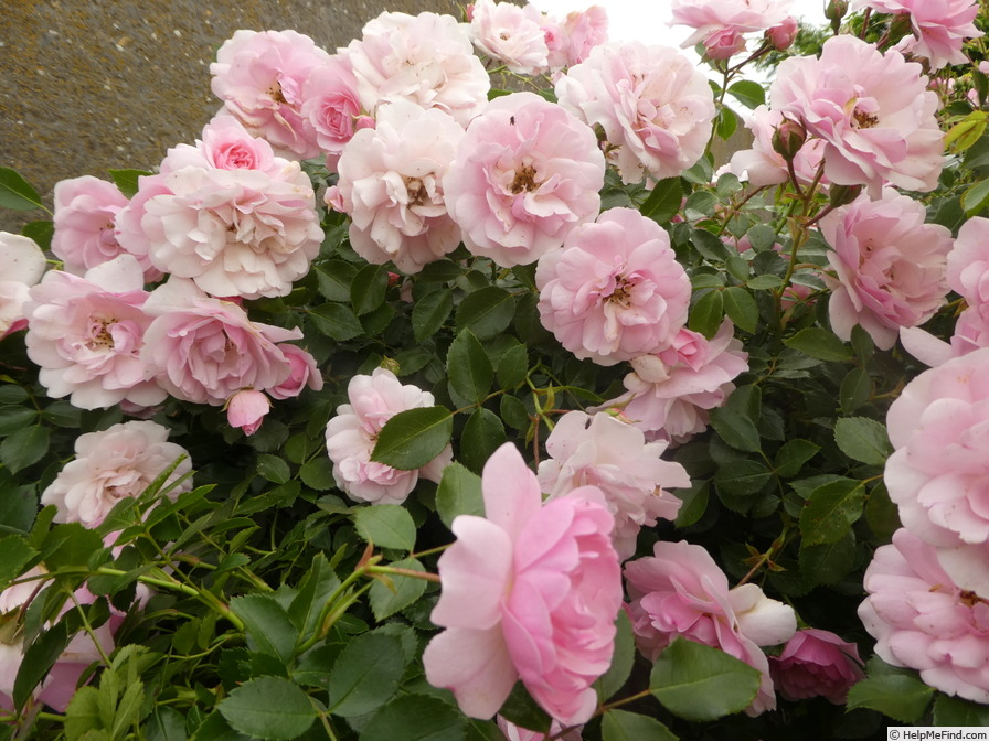 'Bonica, Cl.' rose photo