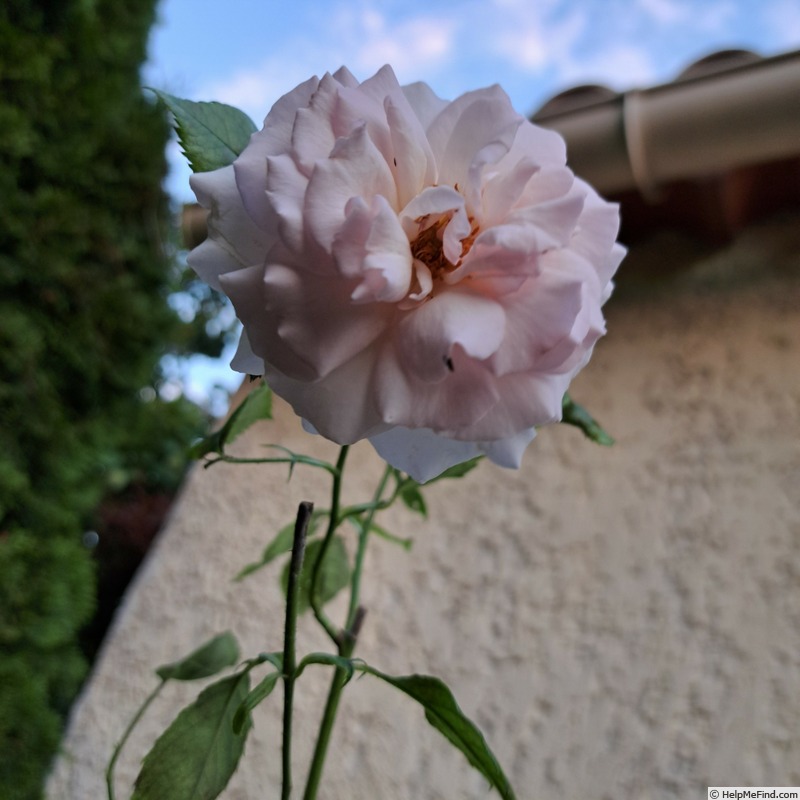 'A Whiter Shade of Pale (hybrid tea, Pearce 2006)' rose photo