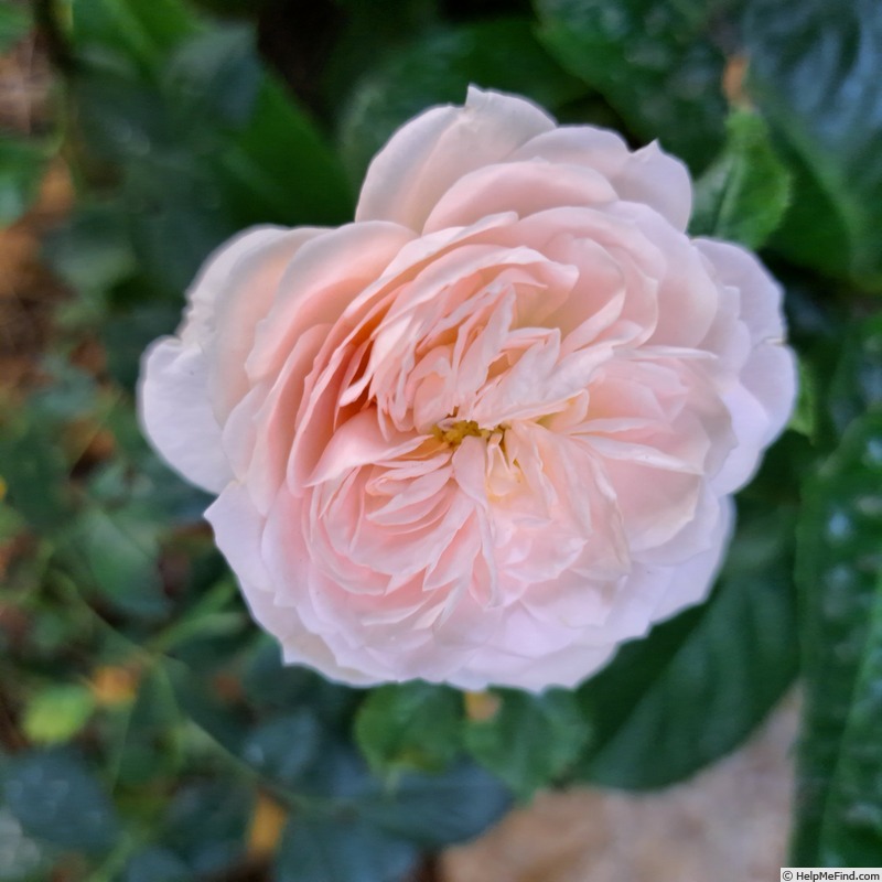 'Joie de Vivre (patio, Kordes 1997)' rose photo