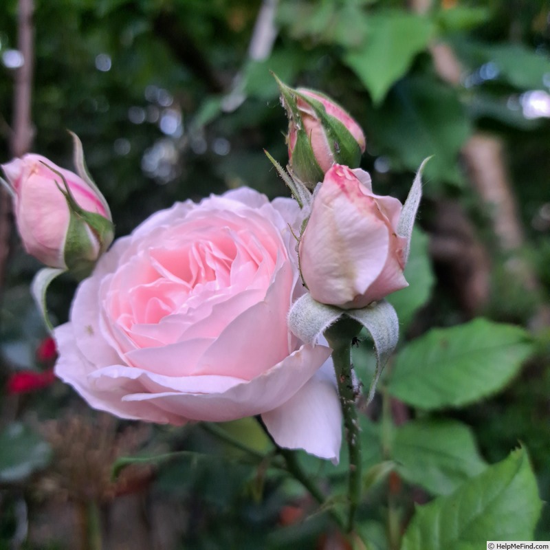 'Nahéma' rose photo