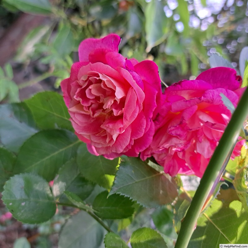 'Agnes B ®' rose photo