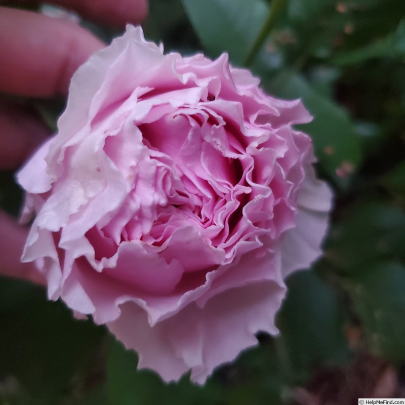 'Scentuous ™' rose photo