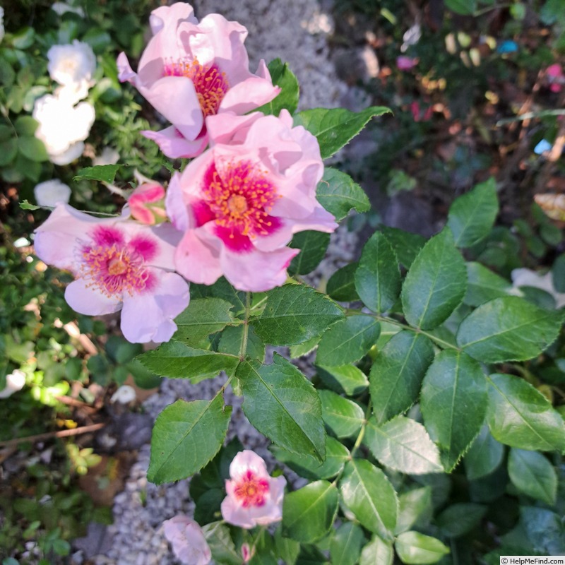 'See You in Red ®' rose photo