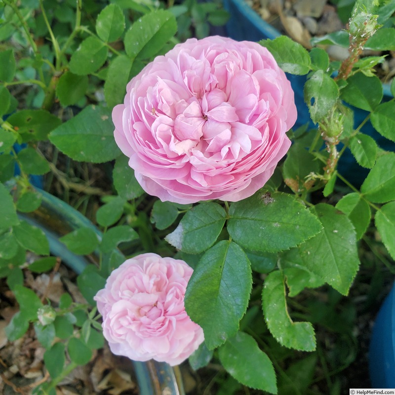 'Sidonie (damask perpetual, Vibert, by 1847)' rose photo