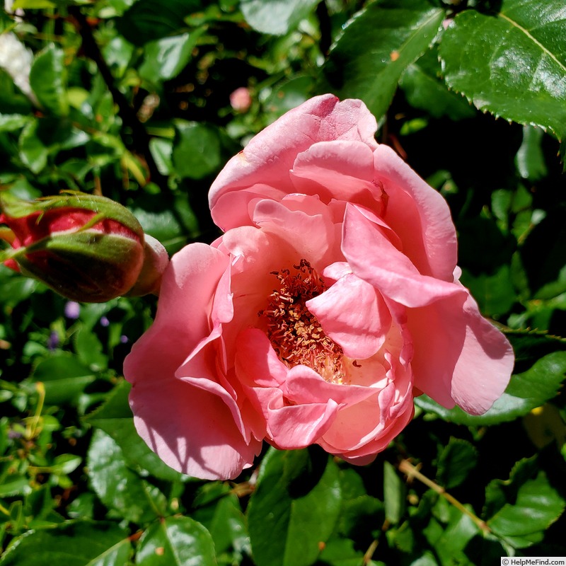 'Queen Elizabeth (Hybrid Tea, Lammerts before 1951)' rose photo