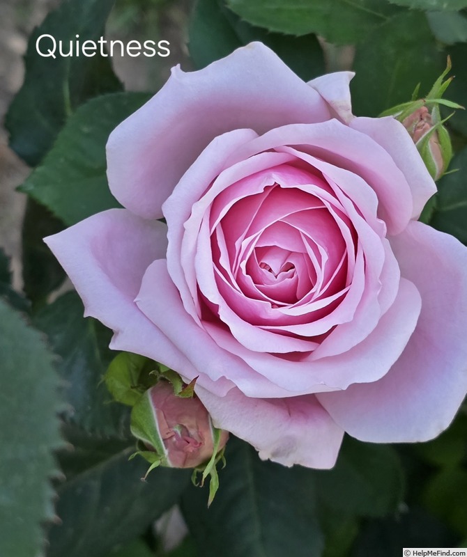 'Quietness' rose photo