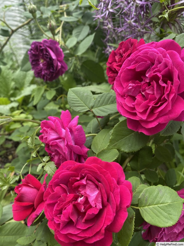 'Souvenir du Docteur Jamain (Hybrid Perpetual, Lacharme, 1865)' rose photo