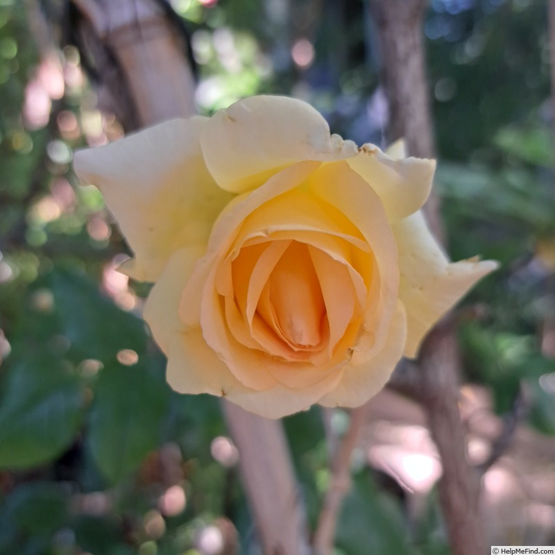 'Anastasia® (hybrid tea, Adam before 2011)' rose photo