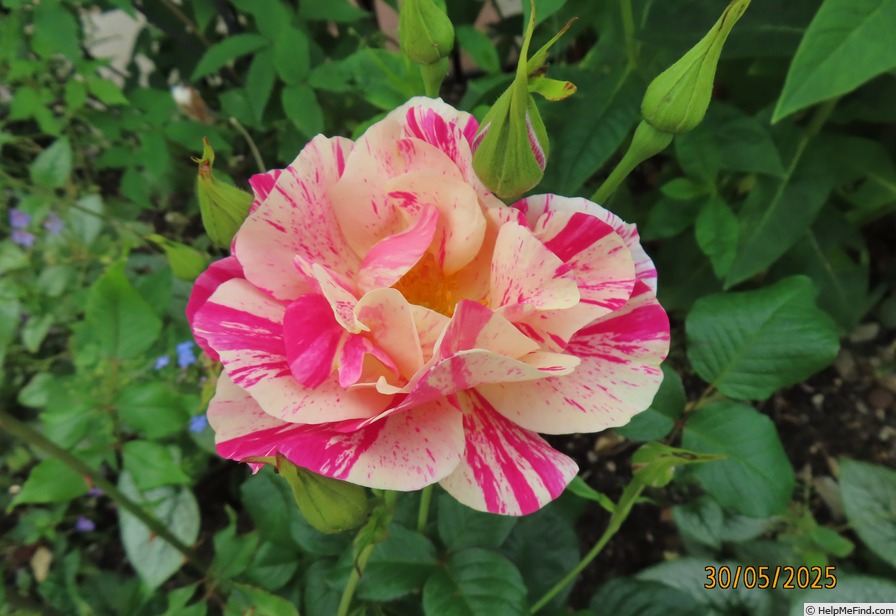 'The King's Rose' rose photo