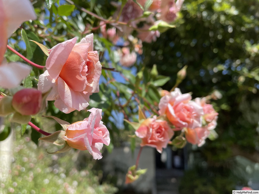 'Mel's Heritage' rose photo