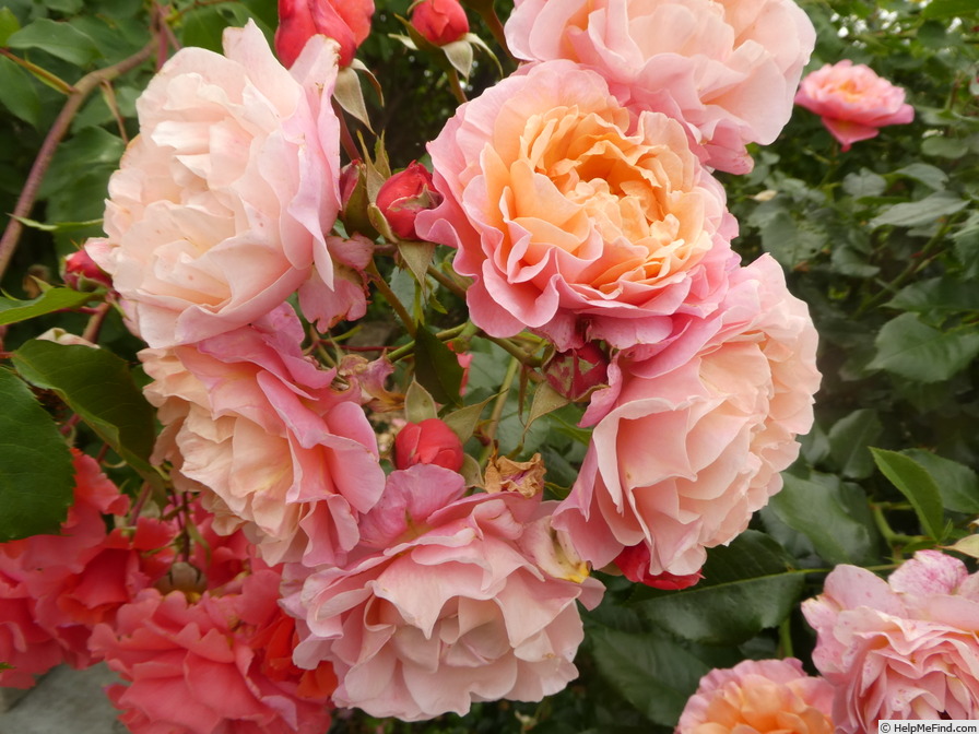 'Marie Curie ® (floribunda, Meilland 1997)' rose photo