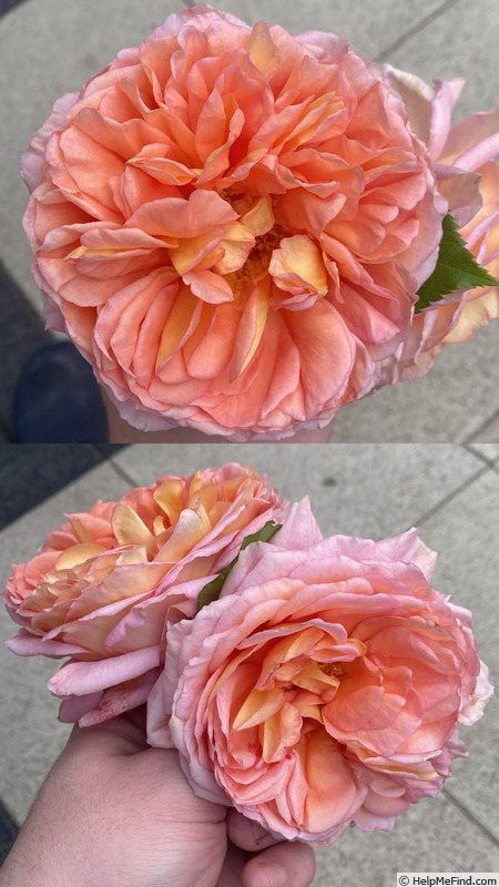 'Abraham Darby' rose photo