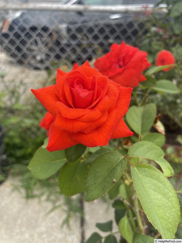 'Kordes' Brillant (Shrub, Kordes, 1983)' rose photo