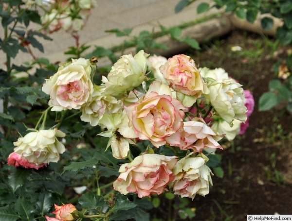 'Tokonatsu Musume' rose photo